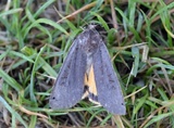 Noctua pronuba (Large Yellow Underwing)