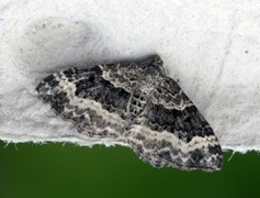 Epirrhoe alternata (Common Carpet)