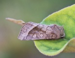 Hydraecia micacea (Brunt stengelfly)