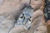 Orthosia gothica (Hebrew Character)