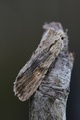 Lithophane socia (Brunt kappefly)
