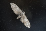 Eupithecia