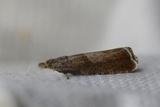 Dichrorampha simpliciana (Burotvikler)