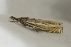 Crambus lathoniellus (Smalstreknebbmott)