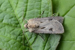 Agrotis exclamationis (Heart and Dart)