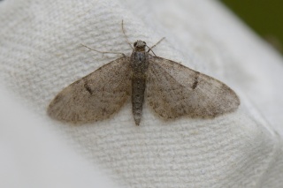 Eupithecia indigata (Furudvergmåler)