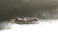 Elachista canapennella (Little Dwarf)