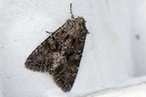 Mniotype adusta (Dark Brocade)