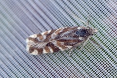 Epinotia mercuriana (Fjellkveldvikler)