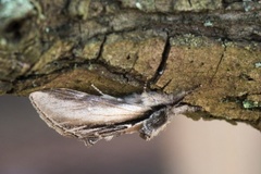 Pheosia tremula (Swallow Prominent)