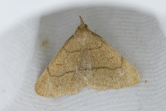 Paracolax tristalis (Clay Fan-foot)