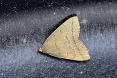 Herminia tarsipennalis (Gråbrunt viftefly)