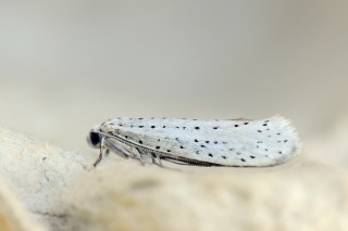 Yponomeuta evonymella (Heggspinnmøll)