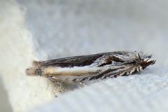 Ancylis apicella (Stripesigdvikler)