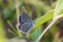 Cupido minimus (Small Blue)