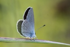 Cupido minimus (Small Blue)