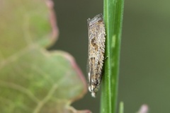 Bactra lancealana (Sivsumpvikler)