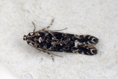 Teleiopsis diffinis