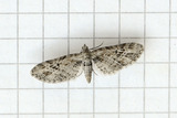 Eupithecia exiguata (Strekdvergmåler)