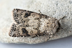 Agrotis segetum (Turnip Moth)