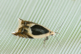 Ancylis badiana (Common Roller)