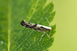 Argyresthia conjugella (Apple Fruit Moth)