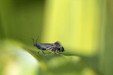 Glyphipterix simpliciella (Cocksfoot Moth)