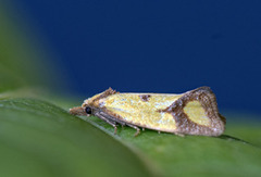 Agapeta zoegana (Knapweed Conch)
