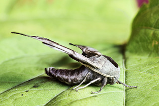 Smerinthus ocellata (Kveldpåfugløye)