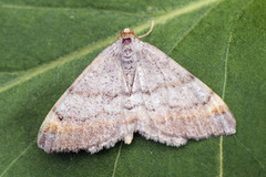 Macaria liturata (Tawny-barred Angle)