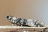 Euzophera pinguis (Ash-bark Knot-horn)