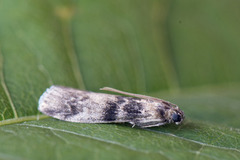 Euzophera pinguis (Ash-bark Knot-horn)
