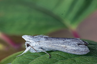 Cucullia umbratica (Lyst hettefly)