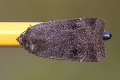 Noctua comes (Lesser Yellow Underwing)