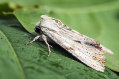 Apamea lithoxylaea (Hvitt strandengfly)