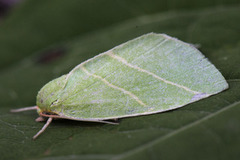 Bena bicolorana (Eikebåtfly)