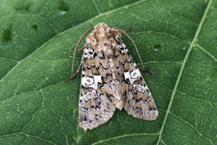 Hadena albimacula (Kystnellikfly)