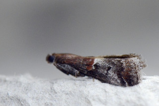 Acrobasis marmorea (Slåpetornsmalmott)