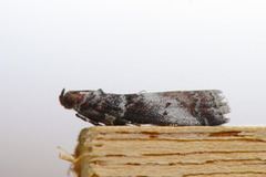 Acrobasis advenella (Rognesmalmott)