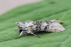 Cucullia absinthii (Burothettefly)