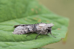 Cucullia absinthii (Burothettefly)