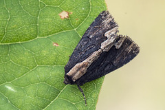 Dypterygia scabriuscula (Syrefly)