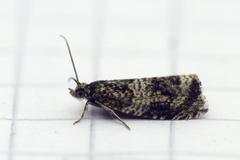 Celypha lacunana (Common Marble)
