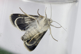 Standfussiana lucernea (Mørkt klippefly)