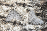 Trichopteryx carpinata (Bjørketungemåler)