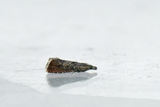 Dichrorampha simpliciana (Round-winged Drill)
