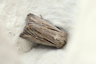 Leucania comma (Shoulder-striped Wainscot)