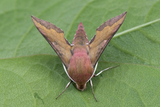 Deilephila porcellus (Small Elephant Hawk-moth)