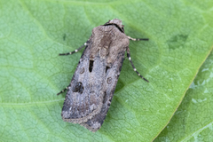 Agrotis exclamationis (Heart and Dart)
