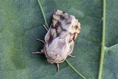 Malacosoma castrensis (Ground Lackey)